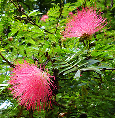 Image showing red flowers