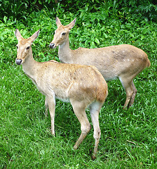 Image showing two deers