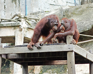 Image showing orangutans