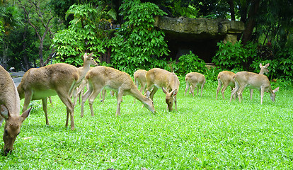 Image showing deers