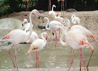 Image showing pink flamingos