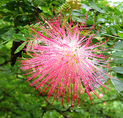 Image showing exotic flowers