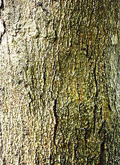 Image showing tree bark