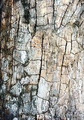Image showing bark