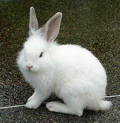 Image showing white rabbit
