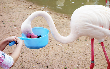 Image showing flamingo