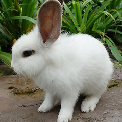 Image showing whtie rabbit