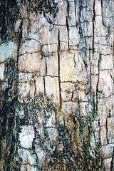 Image showing bark