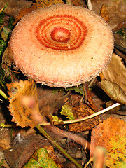 Image showing Milk cap