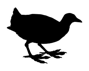 Image showing Coot on white