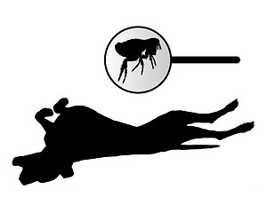Image showing Dog is scratching its back because of a fleas bite