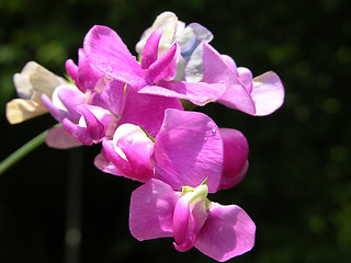 Image showing Pink blooms of a pea in a close-up view