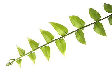 Image showing Green leaves

