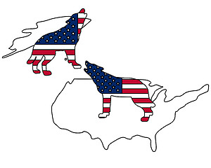 Image showing American howling wolves