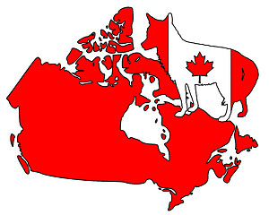 Image showing Coyote Canada