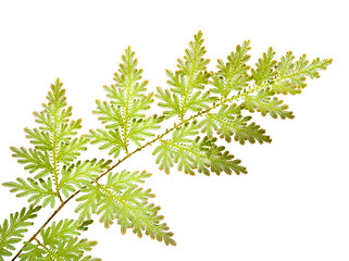 Image showing Fern leaves isolated

