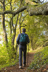 Image showing Hiker in a forest