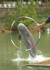 Image showing Dolphin jumping