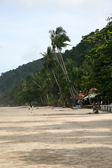 Image showing coconuts on the beach