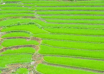 Image showing Rice Field