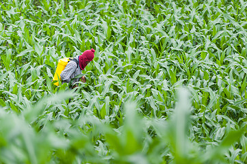 Image showing Corn Field Farmer