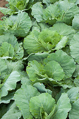 Image showing Cabbage