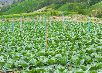 Image showing Cabbage