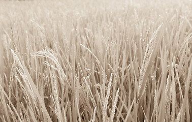 Image showing Rice Field