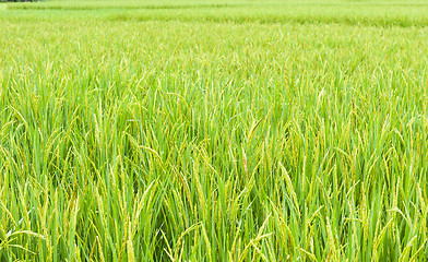 Image showing Rice Field