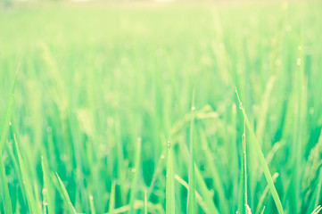 Image showing Rice Field