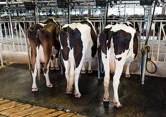 Image showing Cow Milking
