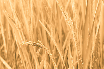 Image showing Rice Field