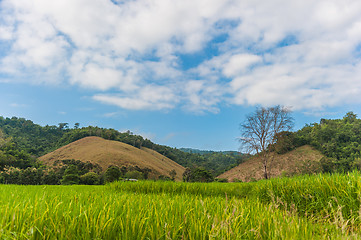 Image showing Rice Field