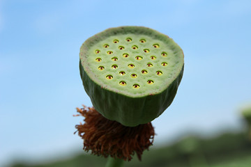 Image showing Lotus flower plants