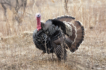 Image showing Turkey, black feathers and red head on the field.