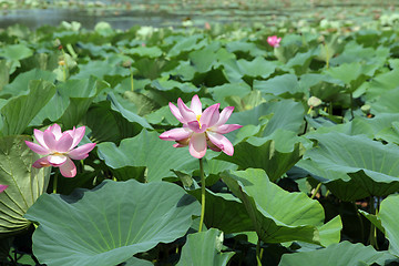 Image showing Lotus flower plants