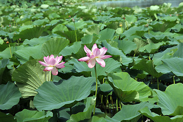 Image showing Lotus flower plants