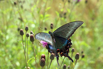 Image showing Butterfly, black swallowtail on a red flower.