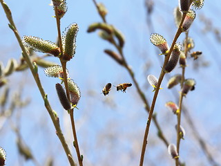 Image showing Two bees are flying in the trees.