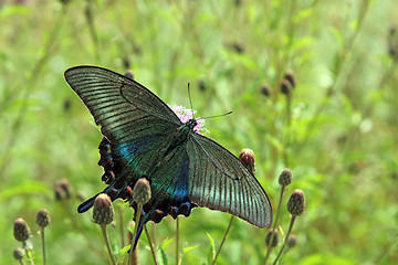 Image showing Butterfly, black swallowtail on a red flower.