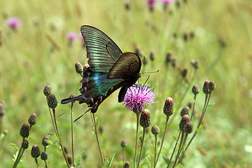 Image showing Butterfly, black swallowtail on a red flower.