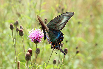 Image showing Butterfly, black swallowtail on a red flower.