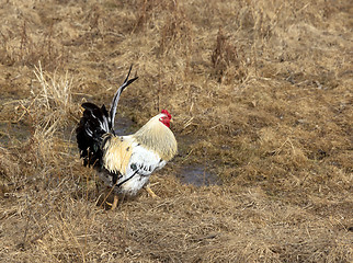 Image showing Domestic beautiful rooster on a walk through the meadow.