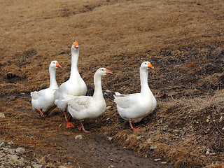 Image showing Domestic white geese on a walk through the meadow.