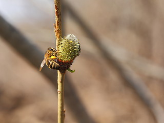Image showing Bee sat on a tree