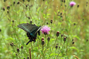 Image showing Butterfly, black swallowtail on a red flower.