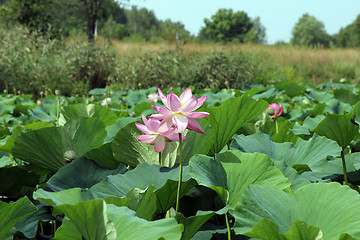 Image showing Lotus flower plants