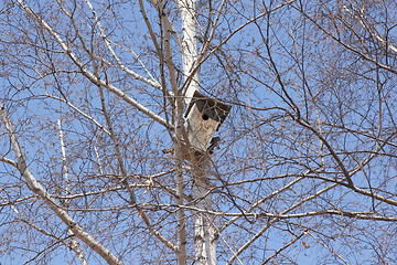 Image showing Birdhouse on a white birch tree on blue sky background.