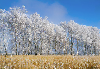 Image showing Winter landscape: trees in the frost.