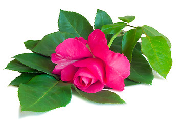 Image showing Flower red rose with leaves on a white background.